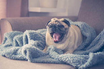 pug on the sofa already waked up
