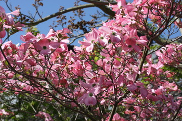 Hartriegelbaum