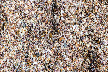 clam mollusc shells on the sea beach