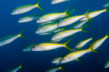 Fototapeta premium Reef fishes from the sea of cortez, mexico