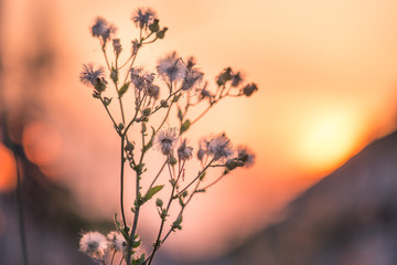 grass flowers with sunset background,select focus.