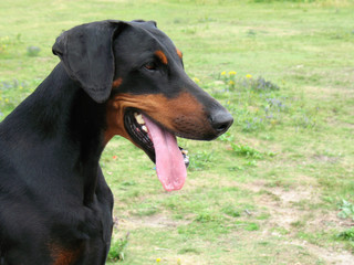 Dobermann portret black and tan