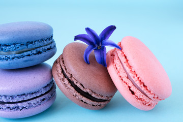 Four multicolor macaroons on a light blue background with hyacinth flower on a top. Lavender, chocolate, blueberry, bilberry tastes of french dessert