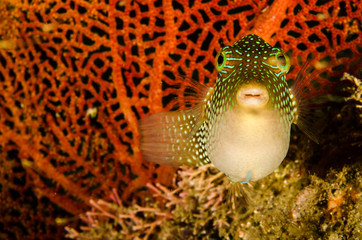 Fototapeta premium Reef fishes from the sea of cortez, mexico