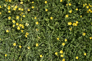 Imagen cenital de un suelo con césped y pequeñas flores amarillas