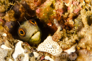 Obraz premium Blennys from the sea of cortez, mexico.