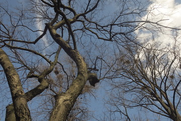 Fototapeta na wymiar branches in the early spring