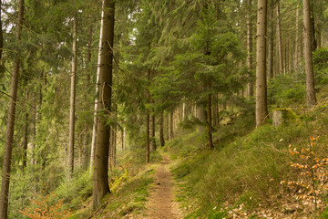 Naklejka premium Sendero entre un bosque de pinos. Alemania