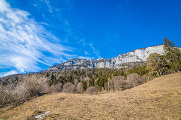 Wald mit Bergspitze im Hintergrund und blauem Himmel