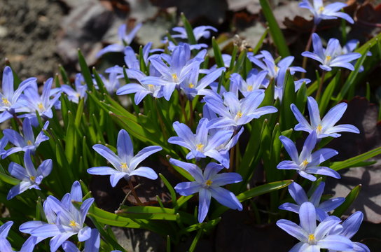 Cebulica syberyjska , Scilla siberica - niebieskie wiosenne kwiatki