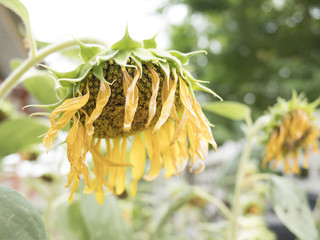 Sunflowers wilt