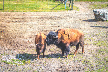 2 Büffel, die nebeneinander stehen und sich liebkosen