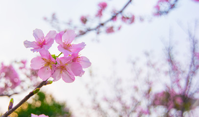 Cherry blossom in new Taipei city 