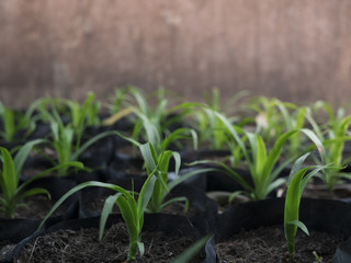 Young plants