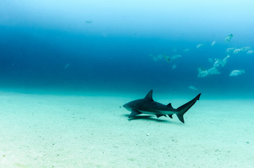 Obraz premium Bull Shark (Carcharhinus leucas). reefs of the Sea of Cortez, Pacific ocean. Cabo Pulmo, Baja California Sur, Mexico. 