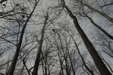 birds nest on the branches