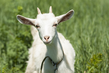 Portrait of a white young goat on a background of green grass.