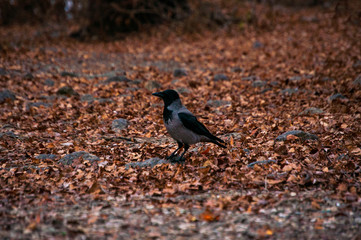 raven in an autumn park