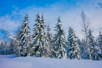 Fototapeta na wymiar Beautiful landscape of snow in the dense forest during winter