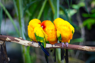 3 bunte Vögel auf einem Ast, die vetraut zusammen sitzen