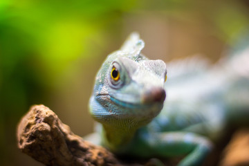Close up von einer grünen Eidechse