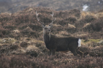 deer