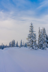 Beautiful landscape of snow in the dense forest during winter