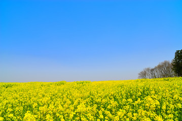 Obraz premium コピースペース 菜の花と大地 