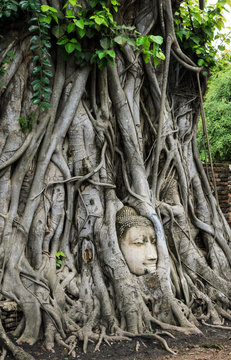 Head of Buddha sculpture within a tree roots at Wat Mahathat in Ayutthaya,Thailand