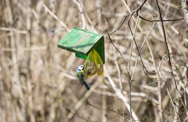 Blausmeise isst in der Natur an einem Vogelhaus ihr Vogelfutter, welches im Wald aufgehangen ist