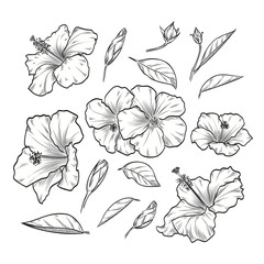 Vector hand drawn elegant hibiscus