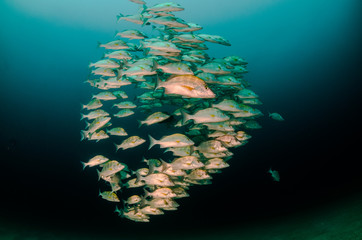 Fototapeta premium Graybar grunt (Haemulon sexfasciatus), forming a school in a shipwreck, reefs of Sea of Cortez, Pacific ocean. Cabo Pulmo, Baja California Sur, Mexico. Cousteau named it The world's aquarium.