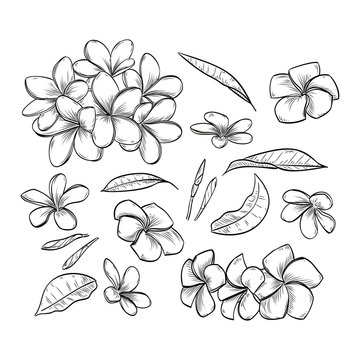 Tropical Plants Flowers Leaves Lineart Plumeria Hibiscus Phalaenopsis,  Plants Drawing, Leaves Drawing, Plumeria Drawing PNG Transparent Clipart  Image and PSD File for Free Download
