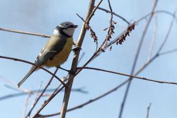 Eurasian blue tit  on a branch, a small passerine bird. Ukraine, 2018.