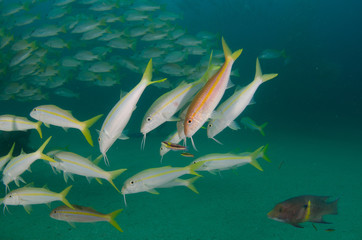 Obraz premium Reef fishes from the sea of cortez, mexico