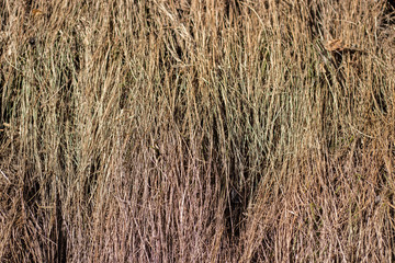 Gras, Pflanzen, Strauch Fäden die hinunter hängen