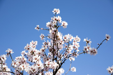 Sakura Tree blue Sky