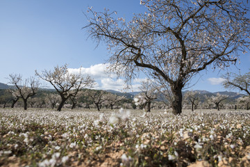 Fototapeta premium Blossom Almond Tree