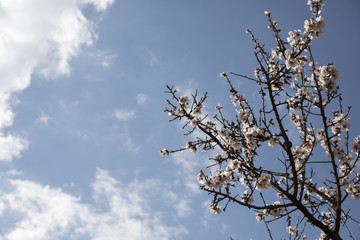 Almond Tree blossoming