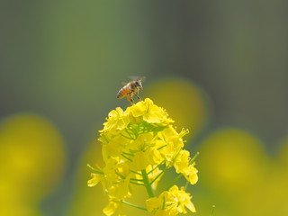 みつばち飛ぶ瞬間