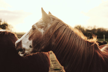 Pferd 3 © edele-fotografie