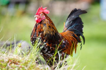 Spring time for the Rooster