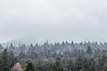 Wald auf dem Berg bedeckt mit viel Nebel