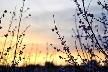Melocotoneros en flor, a contraluz, al atardecer