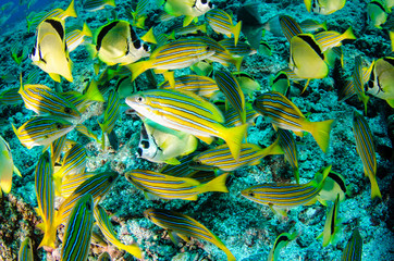 Fototapeta premium Reef fishes from the sea of cortez, mexico