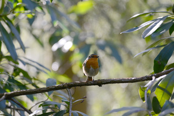 robin 0004