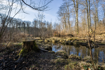 Forest landscape with tree stump and small lake in early spring