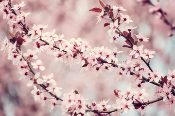 Obrazy na Szkle  Blossoming of the Japanese cherry with pink tender flowers, natural spring floral background. Macro image with copy space suitable for wallpaper or greeting card