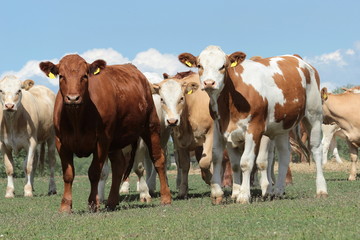Fototapeta na wymiar eine Herde Kühe -Jungrinder-auf der Weide