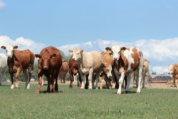 Fototapeta na wymiar viele Rinder auf der Weide